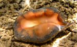 spider-conch-small.jpg